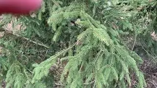 Почему я стал фермером и планы на бесснежную зиму.
