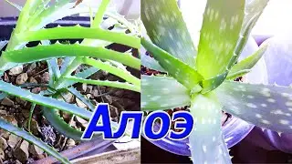 Алоэ вера. Мой урожай. Крупные листья.