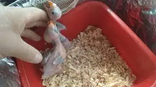 птенцы ожереловых попугаев
