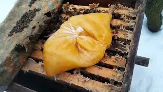 ПОСМОТРИТЕ СВОИХ ПЧЁЛ !!!