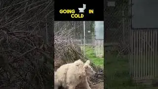 Going toilet in the cold