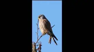 Male Kestrel  #short #shorts #birdofprey