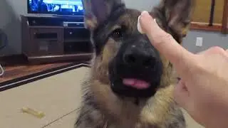 Zootopia German Shepherd Eating Pie
