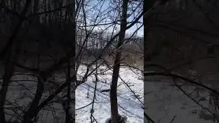 Январская природа #охота2024