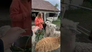 Это самое милое из всего, что я видела на сегодняшний день 😍