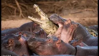 These 10 Animals Have The Stongest Bite Force | 10 animals with strongest bite force |