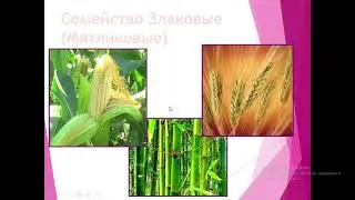 Отдел Покрытосеменные или Цветковые растения ФДП