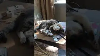 Вась