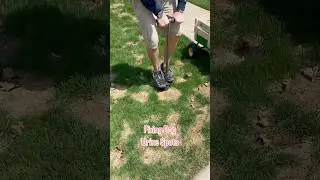 Fixing Dog Urine Spots