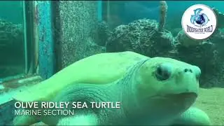 Olive Ridley Sea Turtle ( Penyu Lipas) @ Underwater World Langkawi