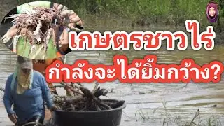 ด่วน!!เรื่องใหญ่กว่าราคามันฯ?เกษตรทุกคนต้องหันมาฟัง!#ตอง8#มันสำปะหลัง