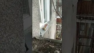 Рыжик наелся и ушёл на ёлку