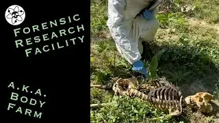 let my dead body rot in a field - body farm