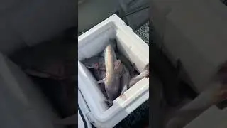 Crispy is collecting today #fishing #shorts #catchandcook