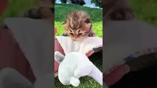 Котики. Часть 2