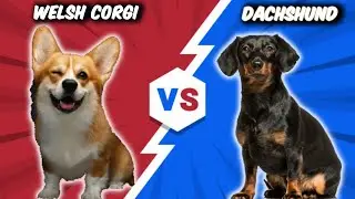 Corgi VS Dachshund - Comparison