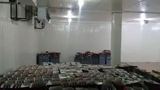 Сорта роза достойные внимания на плантации в Эквадоре