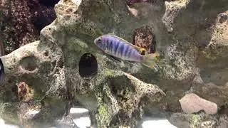 Aquarium Overhaul - Preview Part 2 - Goals for the remodel & proposed changes