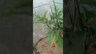 Цяплічкі