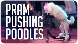 Pram pushing, scooter riding poodle from Talento Chileno 