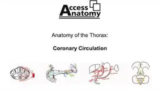 Anatomy of the Thorax 7 - Coronary Circulation