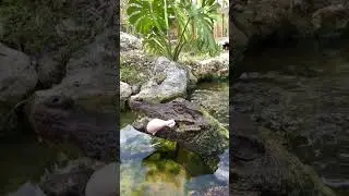 Caiman Stage Fright!