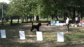 Зевс. показ перед выставкой
