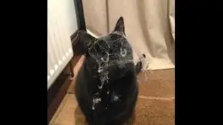 Кот который не умеет умываться / The cat who can not wash 2015