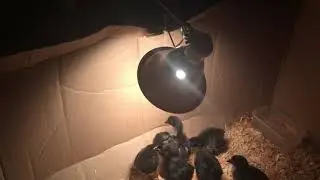 Termites = Free food for chickens