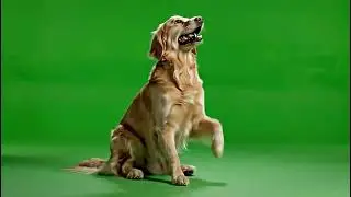 Cute Dog Wagging Tail – Green Screen VFX in 4K