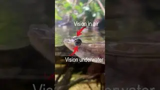 Four-eyed fish (Anableps) sees above and below water