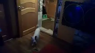 Небольшой троллинг