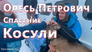Встреча с Олесь Петровичем / Удивительное спасение Сибирской косули#олесь петрович#спасение косули#