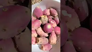 cortamos las tunas de mis cactus.