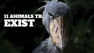 11 Animals You Won't Believe Exist