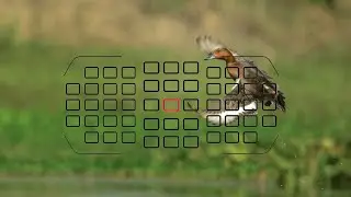 Advantage of more AF Points ! |  Wildlife Photography in India  | Bird Photography in Hindi.