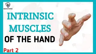 Muscles of the hand | Origin , Insertion and Action | Intrinsic muscles | Part 2