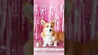 Один в один 😀 #корги #corgi #corgilove #вельшкорги #коргипемброк #вельшкоргипемброк #dog #corgilife