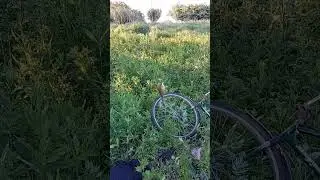 рыбалка,крупный карась