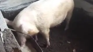 Скоро опорос белой свиньи Часть 1