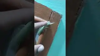 Indian green insect 