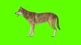 Green Screen Background Correcter In Dog #trembling leftside #animation#video  #youtube #greenscreen