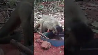 chegou com muita sede