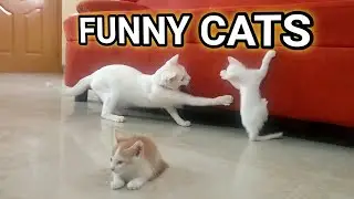 Funny Cute Cats | Funny Cute Kittens | Funny Cats | Funny Kittens | #shorts | #cutrcat | #cutekitten
