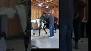 First time trying on the digi legs with spiritwalker