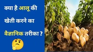 Potato cultivation with scientific method ||आलू की वैज्ञानिक खेती ||
