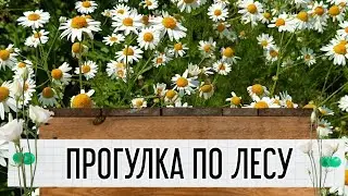АСМР|Прогулка по лесу|Красоты моей малой Родины|