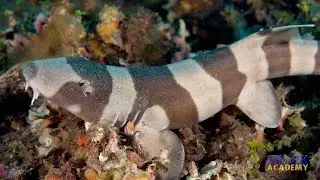 Longtail Carpet Sharks | SHARK ACADEMY