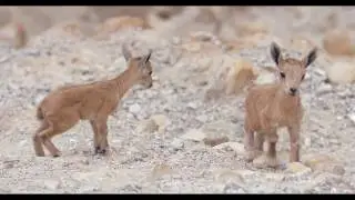 Ibex kids playing  न्युबियन इबेक्स وعل   ヌビアアイベックス יעל נובי, גדיים במשחק