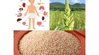 Soft Organs#Soft tissues#Barnyard millet#one day one positive millet#Cleanse Liver#thyroid#kidney